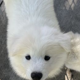 Samoyed Puppies from Sugar Sweet Samoyeds