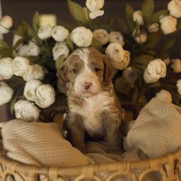 Sweetheart - Red  female Goldendoodle puppy in Georgia from Mother of Golden Doodles