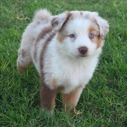 Amber - Red merle female Miniature Australian Shepherd puppy in Artois, California from Aloe Aussies