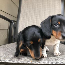 Dachshund Puppies from Hill Country Dachshunds