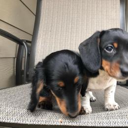 Dachshund Puppies from Hill Country Dachshunds