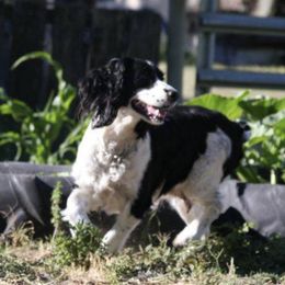 English Springer Spaniels from California & Idaho Springer