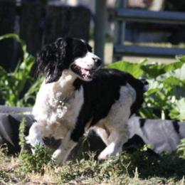 English Springer Spaniels from California & Idaho Springer