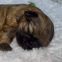 Casey - Red female Shih Tzu puppy in Sacramento, California from NANA’S  QUALITY SHIH TZU'S