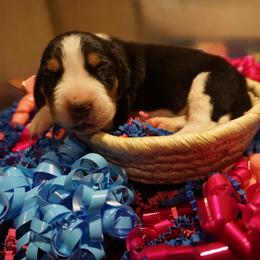 Blue girl - Tri-colored female Treeing Walker Coonhound puppy in Lovelady, Texas from 3 Color Kennel
