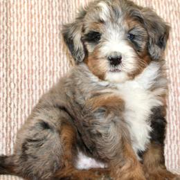 Boone-BLUE EYE - Blue merle male Bernedoodle puppy in Apple Creek, Ohio from Cuddle Paws