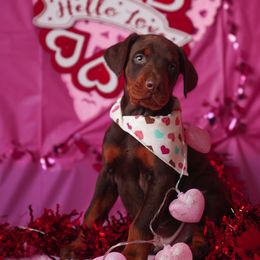 Doberman Pinscher and Labrador Retriever Puppies from GFDutton Retrievers & Dalla Grazia Dobermans