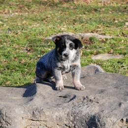 Archer - Blue male Australian Cattle Dog puppy in Buffalo Valley, Tennessee from Buffalo Valley Breeders