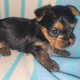 Peanut - Black and gold male Yorkshire Terrier puppy in Lakeland, Florida from You Me & The Yorkies