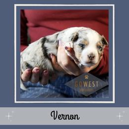 Vernon - Blue merle male Aussiedoodle puppy in Salem, Utah from Go West Mini Aussies