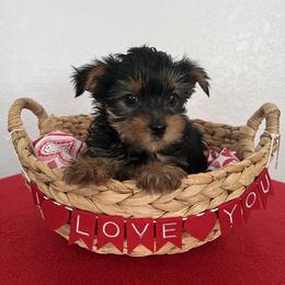 Female 1 - Black and gold female Yorkshire Terrier puppy in Rising Star, Texas from Phillips Pup House