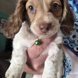 Dachshund Puppies from Mobile Mini Dachshunds