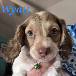 Dachshund Puppies from Mobile Mini Dachshunds
