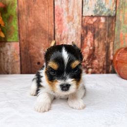 Ollie 2800 ( Small ) - Parti male Yorkshire Terrier puppy in Douglas, Georgia from South Georgia Yorkies and Biewers
