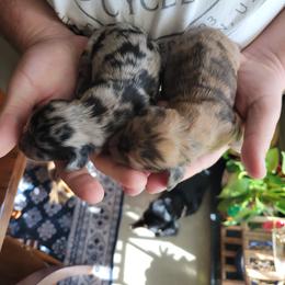 Dachshund Puppies from Russell Farms Dachshund
