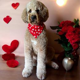 Aussiedoodle, Bordoodle, Goldendoodle, and Sheepadoodle All Grown Up from Crooked Creek Doodles and Poodles