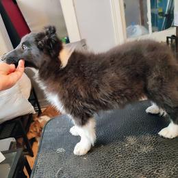 Ben - Black and white male Shetland Sheepdog puppy in Albany, New York from K&A Little Wonder's