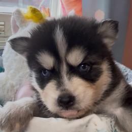 Cisco - Black and white male Pomsky puppy in Spring Hill, Florida from PDQ Pomskies