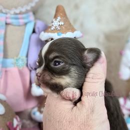Ebenezer Scrooge - Chocolate and white male Chihuahua puppy in Piqua, Kansas from Cute As A Cupcake Chihuahuas