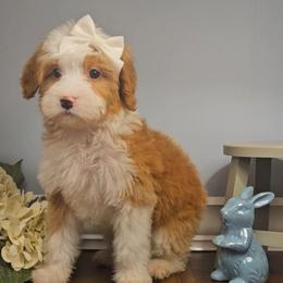 Lumi - Tri-color female Bernedoodle puppy in Russell Springs, Kentucky from 270 Doodles