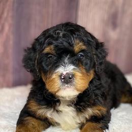 Bernedoodles from Cuddly Companion Doodles