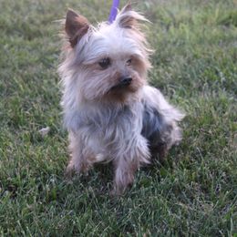 Banjo - Yorkshire Terrier