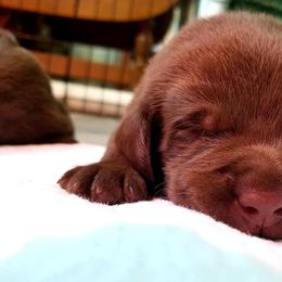Labrador Retriever Puppies from High Prairie Canines
