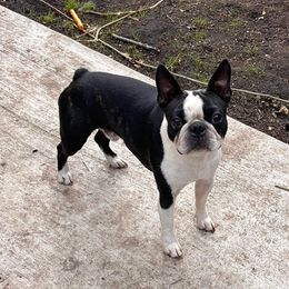 Diego - Boston Terrier