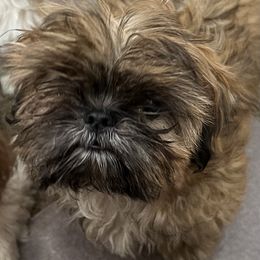 Tillie - Brindle female Shih Tzu puppy in Scottdale, Pennsylvania from Nancy’s Majestic Shih Tzus
