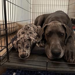 Great Dane Puppies from Ashli’s Great Danes