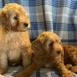 Goldendoodle and Poodle Puppies from Duffey’s IncrediDoodles