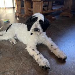 Golden Mountain Doodle All Grown Up from Pup Paw-fection