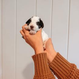 Smokey - Brown and white male Aussiedoodle puppy in Tryon, North Carolina from Melrose Mountain Farm