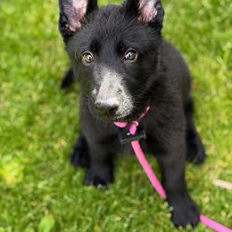 Fission - Black female German Shepherd puppy in Medical Lake, Washington from Nine Realms German Shepherds