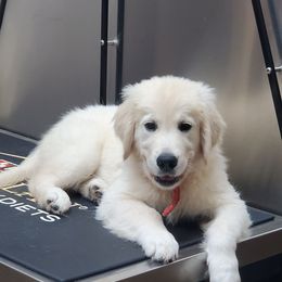 Red - Golden male Golden Retriever puppy in Madison, Alabama from The Golden Court