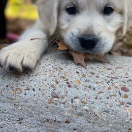 Golden Retriever Puppies from Rockinbfarms