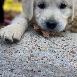Golden Retriever Puppies from Rockinbfarms