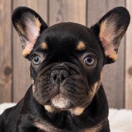 Sookie - Black and tan female French Bulldog puppy in Warm Springs, Arkansas from State Line Dachshunds & Frenchies