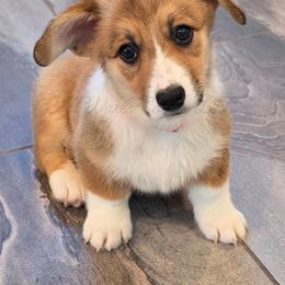 Flood - Sable female Pembroke Welsh Corgi puppy in Kiowa, Colorado from Cool Water Corgis LLC