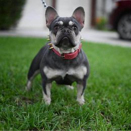 French Bulldog All Grown Up from Meraki Bulldogs