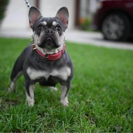 French Bulldog All Grown Up from Meraki Bulldogs