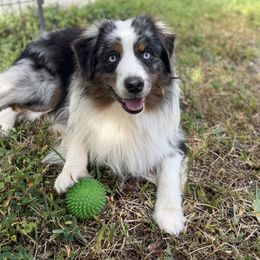 Speedo - Blue merle male Miniature American Shepherd puppy in Bradenton, Florida from Lightning's Legacy