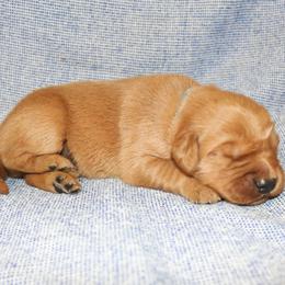 Flounder - Dark golden male Golden Retriever puppy in New Weston, Ohio from Bertke AKC Golden Retrievers and Bernese Mountain Dogs