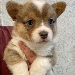 Pembroke Welsh Corgi Puppies from Stacy’s Pembroke Welsh Corgis