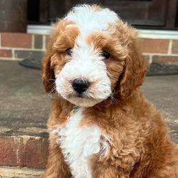 Bernedoodles and Goldendoodles from Grace Filled Golden’s