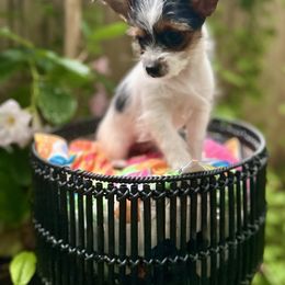 Snoopy - Parti male Yorkshire Terrier puppy in Iron Mountain, Michigan from Celestial Family Terriers