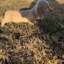 Bethoven - Cream male Dachshund puppy in Mc Alester, Ok, Oklahoma from New Hope Miniature Dachshunds