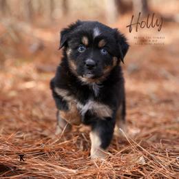 Holly- Black Tri Minimal White - Black tri female Miniature Australian Shepherd puppy in Nacogdoches, Texas from TK Standard, Mini, & Toy Aussies