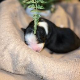 Girl 3 - Black tri female Miniature American Shepherd puppy in Troy, Ohio from Wiggle Wags Miniature American Shepherds