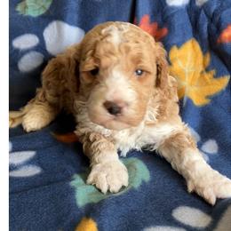 Boy 2 - Apricot male Goldendoodle puppy in Lapeer, Michigan from Doodle All Day